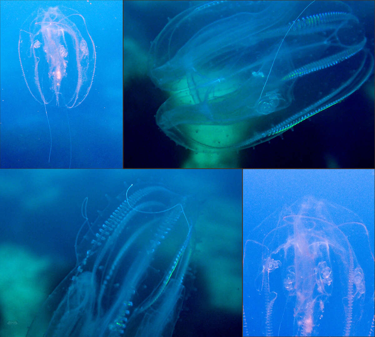 Image of vitreous lobate comb-jelly