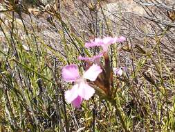 Image of Dianthus rupicola Biv.