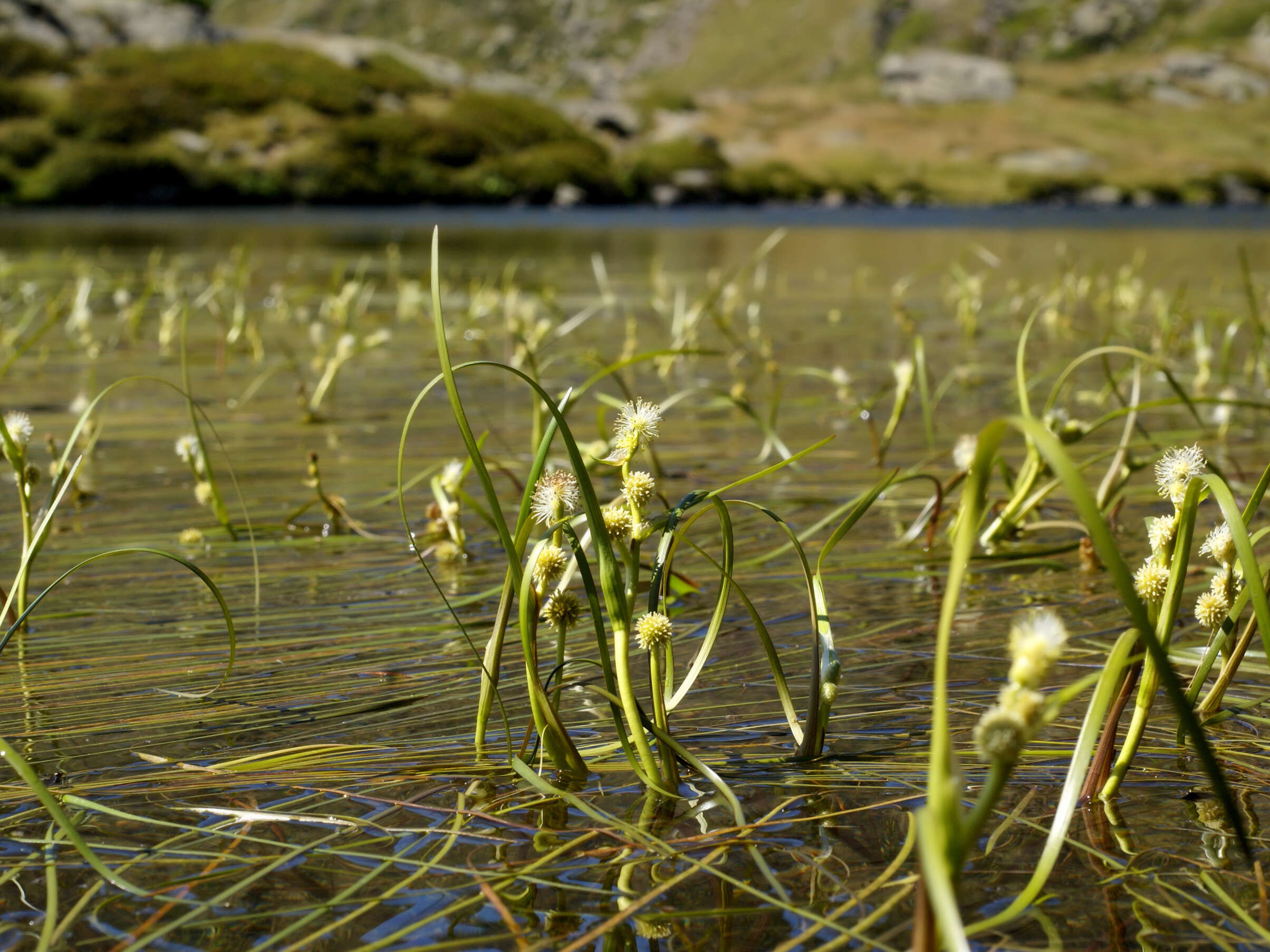 Image of Floating Bur-reed