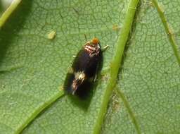 Sivun Bohemannia quadrimaculella (Boheman 1853) Stainton 1859 kuva