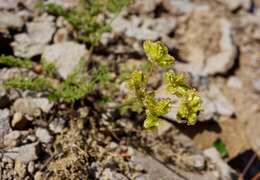 Sivun Pteryxia terebinthina var. californica (Coult. & Rose) Mathias kuva