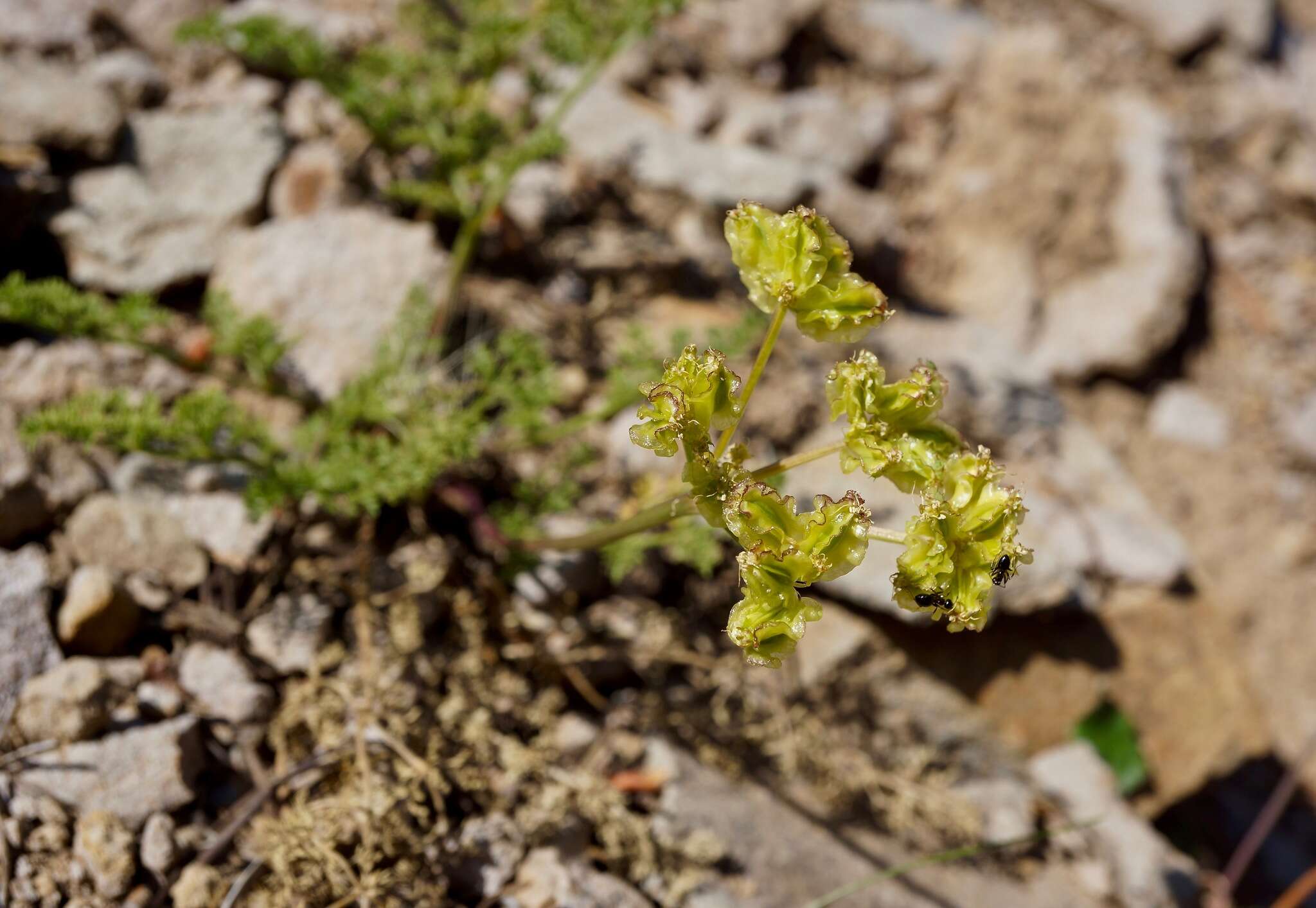 Imagem de Pteryxia terebinthina var. californica (Coult. & Rose) Mathias