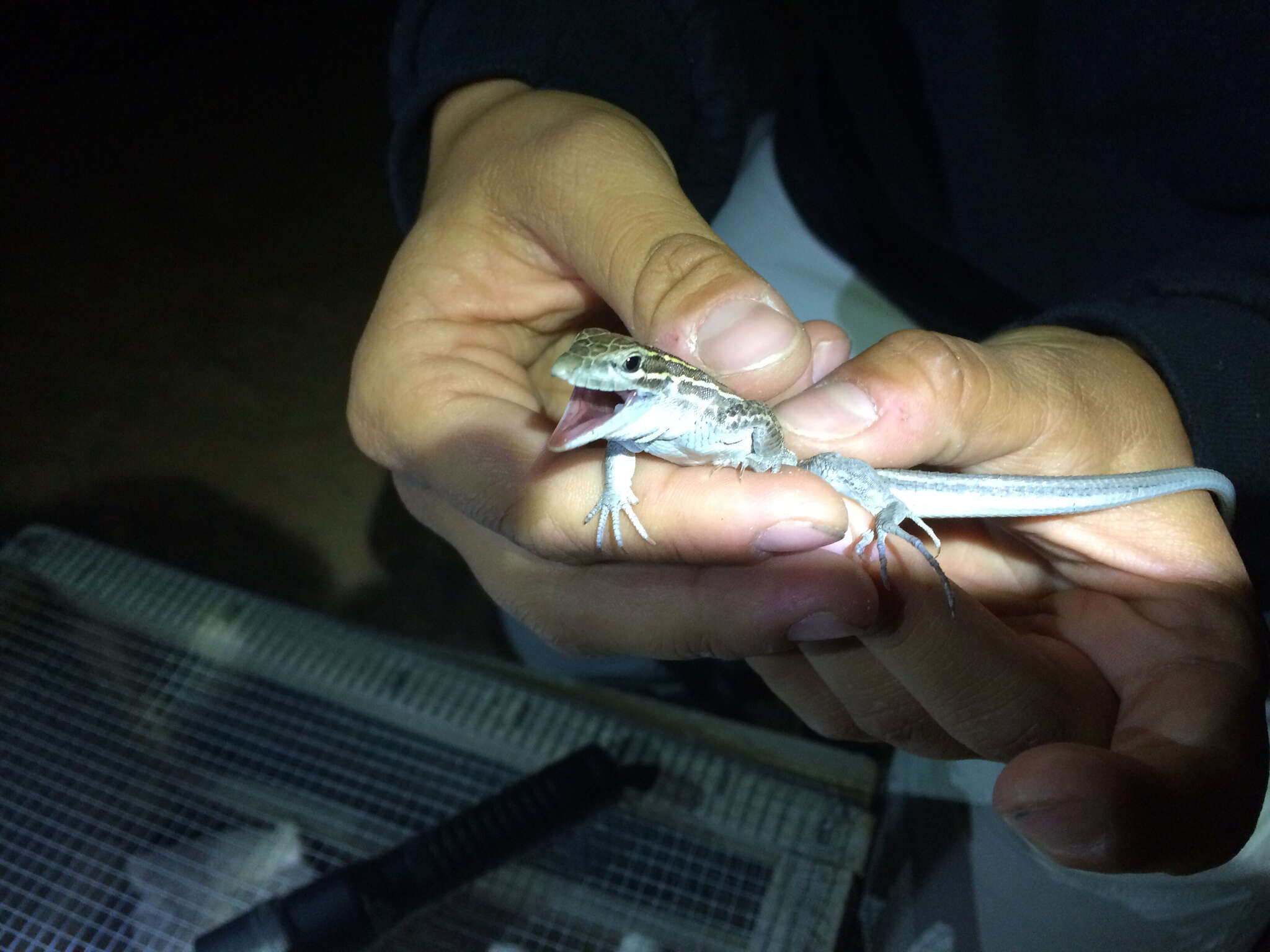 Image of Plateau Striped Whiptail