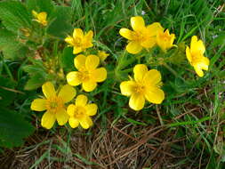 Image of Azores buttercup