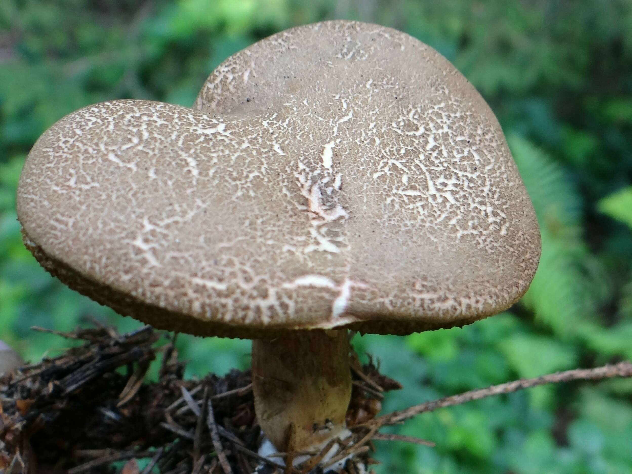 Image of Xerocomellus porosporus (Imler ex Watling) Šutara 2008