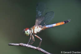 Image of Brachygonia oculata (Brauer 1878)