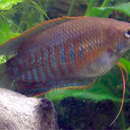 Image of thick-lipped gourami