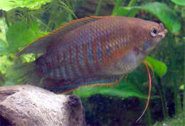 Image of thick-lipped gourami