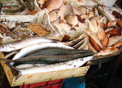 Image of Yellow Barracuda