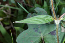 Image of Crusea calocephala DC.