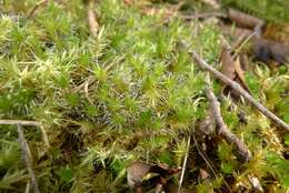 Image of campylopus moss