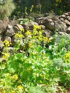 Image of Azores buttercup