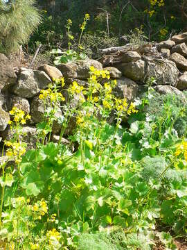 Image of Azores buttercup