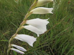 Imagem de Gladiolus appendiculatus G. J. Lewis