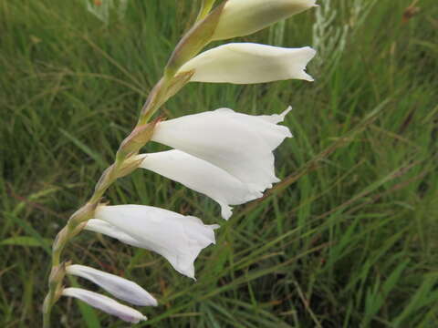 Image of Gladiolus appendiculatus G. J. Lewis