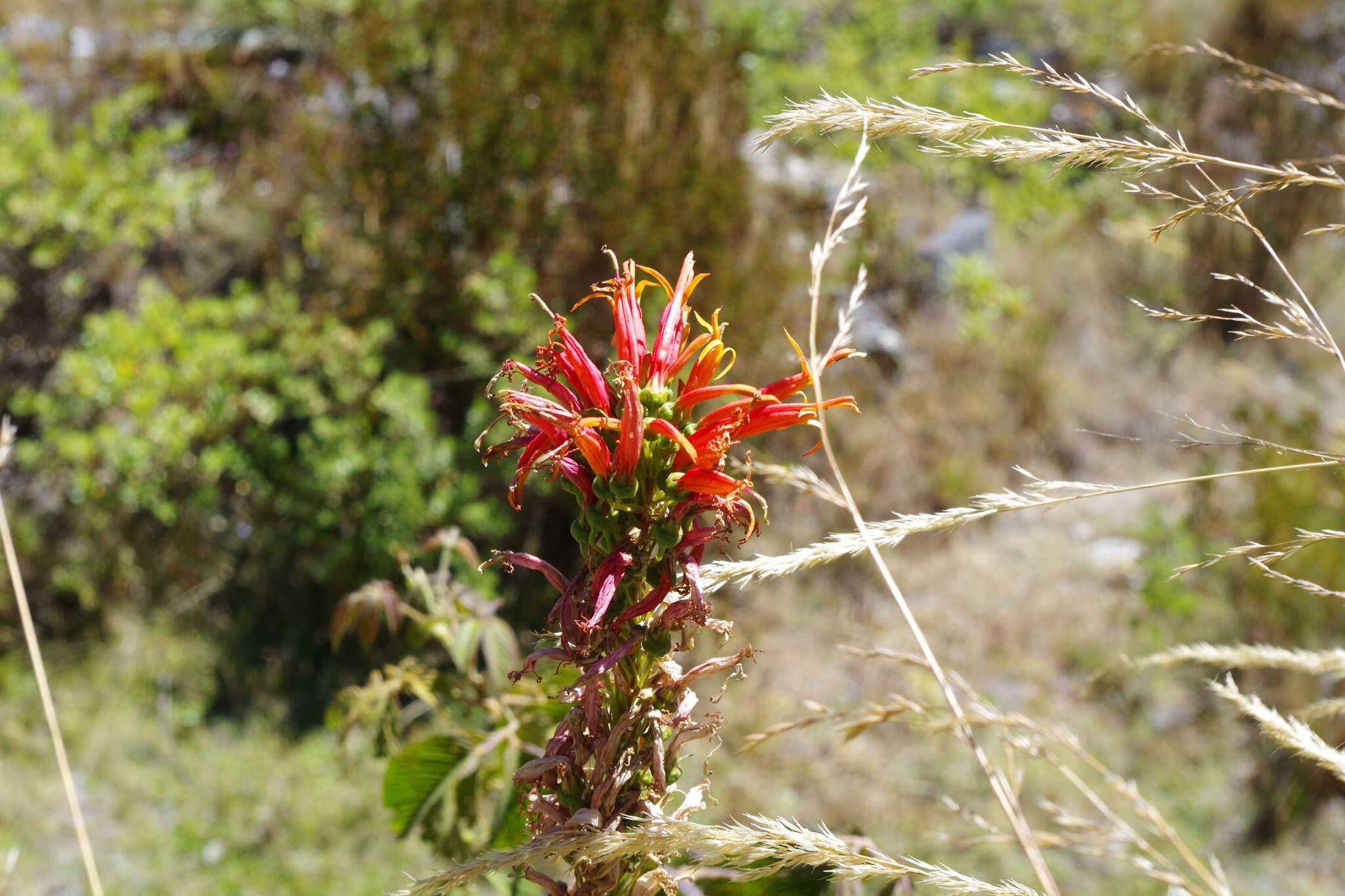 Image of Siphocampylus tupaeformis Zahlbr.