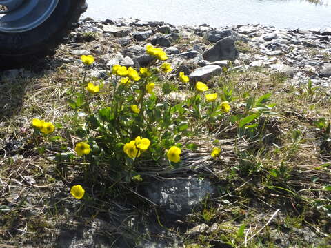 Image of sulphur buttercup