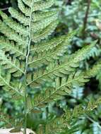 Image of Dryopteris polita Rosenst.