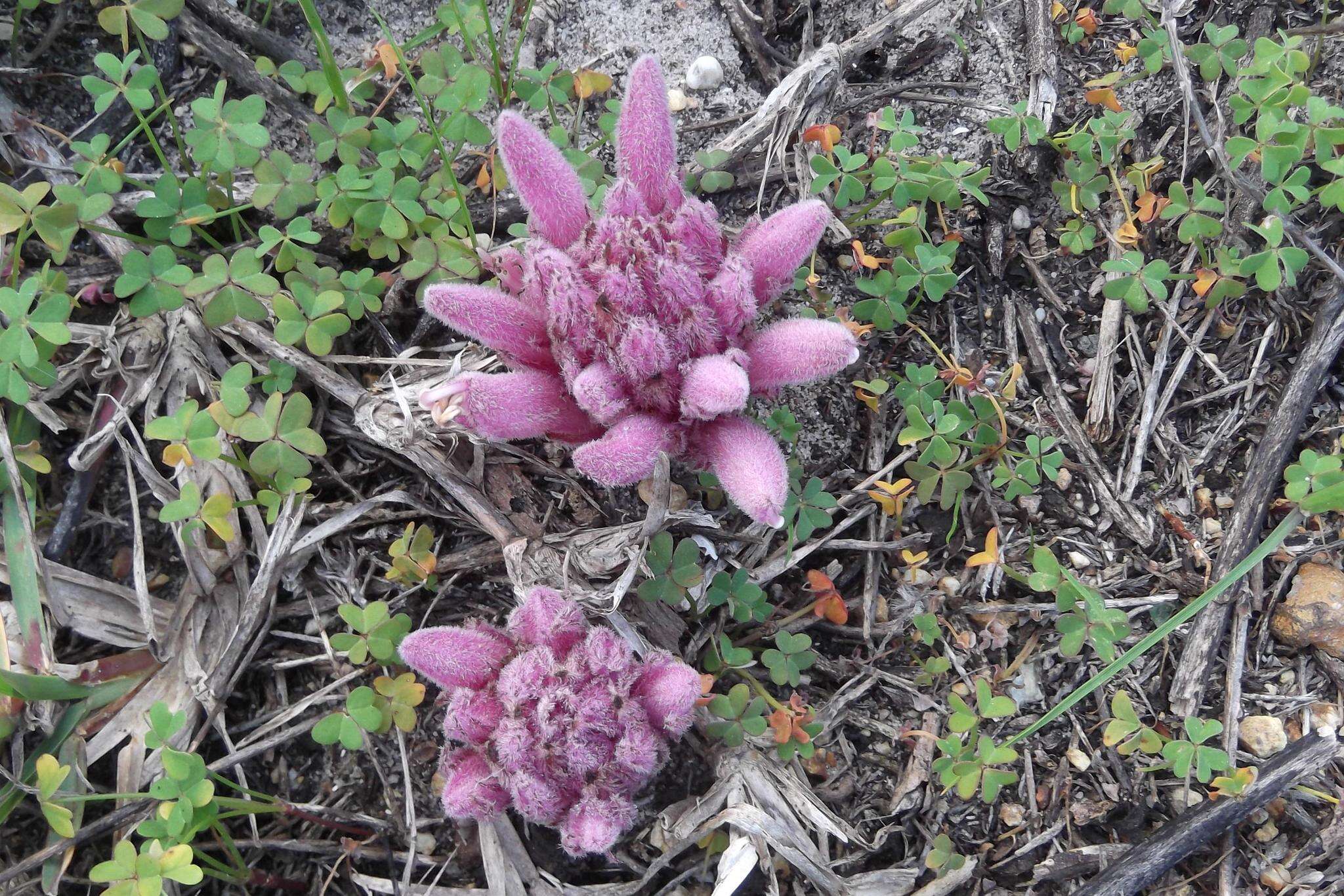 Hyobanche thinophila A. Wolfe的圖片