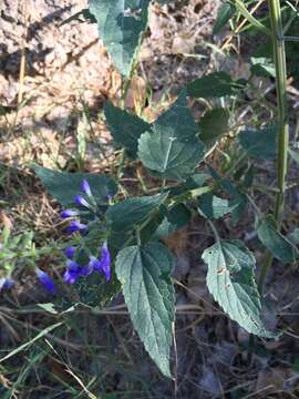 Salvia amissa Epling的圖片