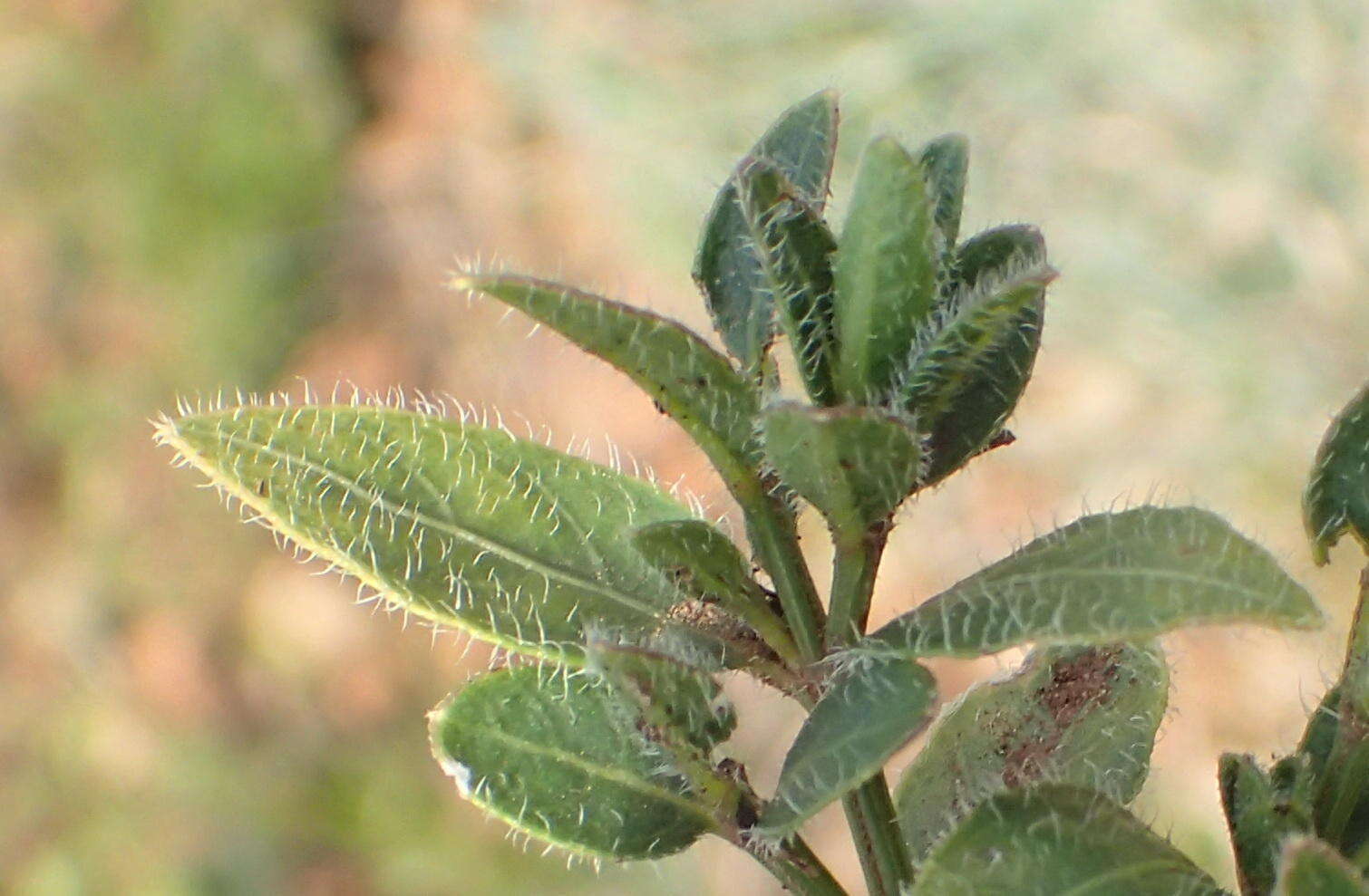 Plancia ëd Ruellia cordata Thunb.