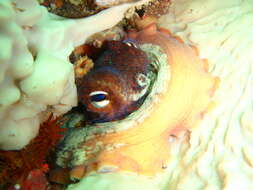 Image of Common octopus