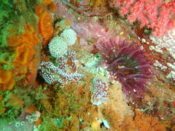 Image of Cape silvertip nudibranch