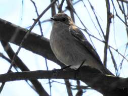 Image of Eversmann's Redstart