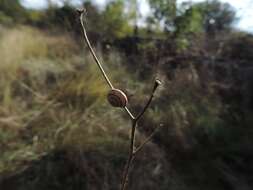 Image of Trochoidea pyramidata (Draparnaud 1805)