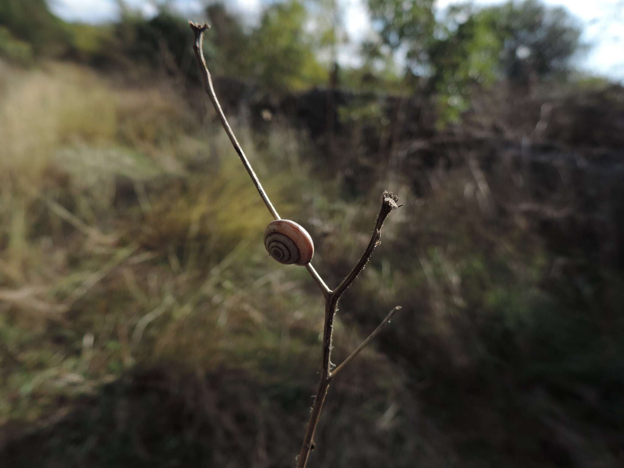 Image of Trochoidea pyramidata (Draparnaud 1805)