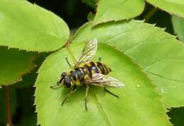 Image of Myathropa