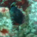 Image of Pearl Blenny