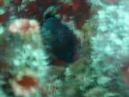 Image of Pearl Blenny