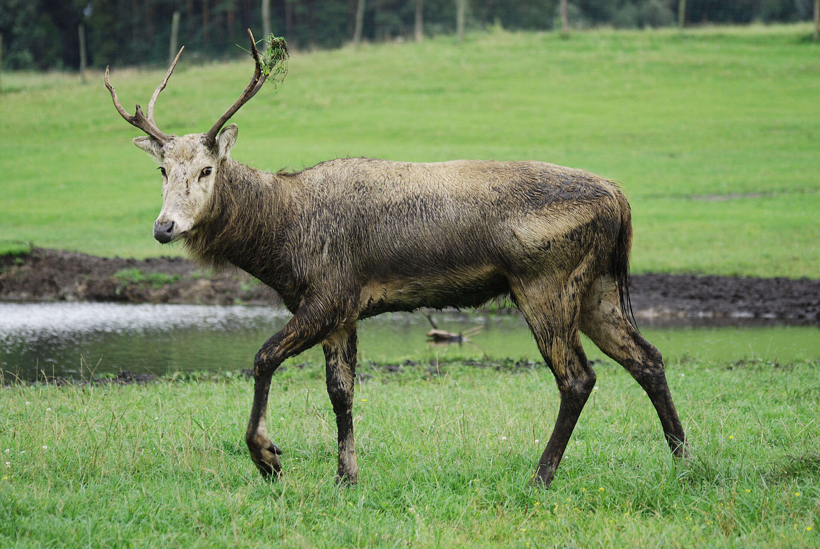 Image of Cervinae