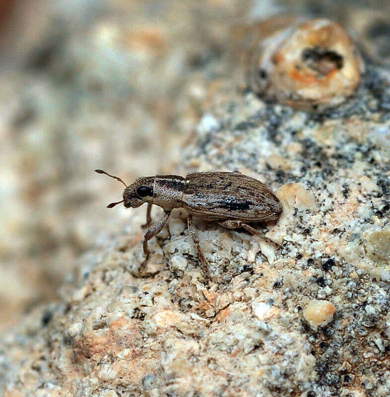 Image of Spotted Pea Weevil