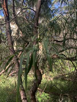 Image of Acacia mabellae Maiden