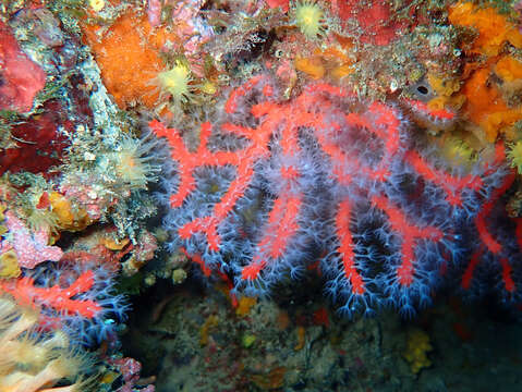 Image of Red coral