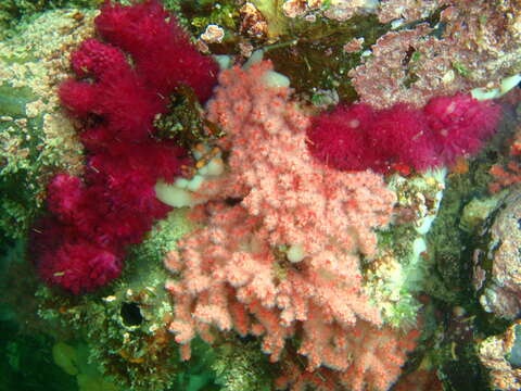 Image of Purple soft coral