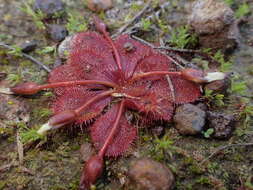 Image of Drosera whittakeri Planch.