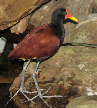 Image of Wattled Jacana