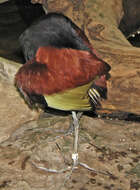 Image of Wattled Jacana