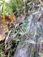 Image of Common Marsh-bedstraw