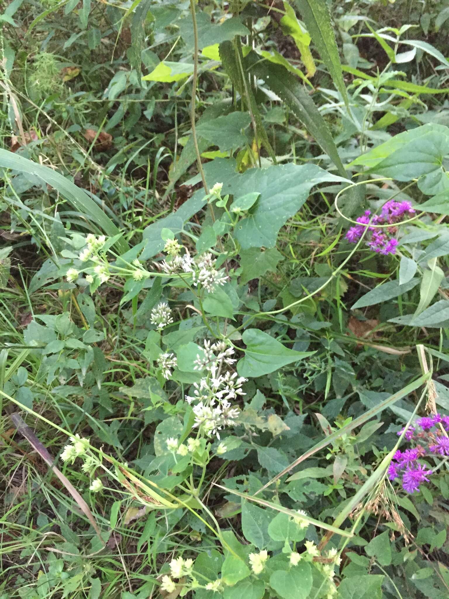 Plancia ëd Mikania cordifolia (L. fil.) Willd.