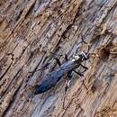 Orgichneumon calcatorius (Thunberg 1822) resmi