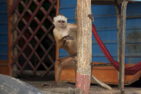 Image of Sierra de Perijá white-fronted capuchin