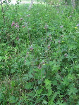 Image of Water Avens