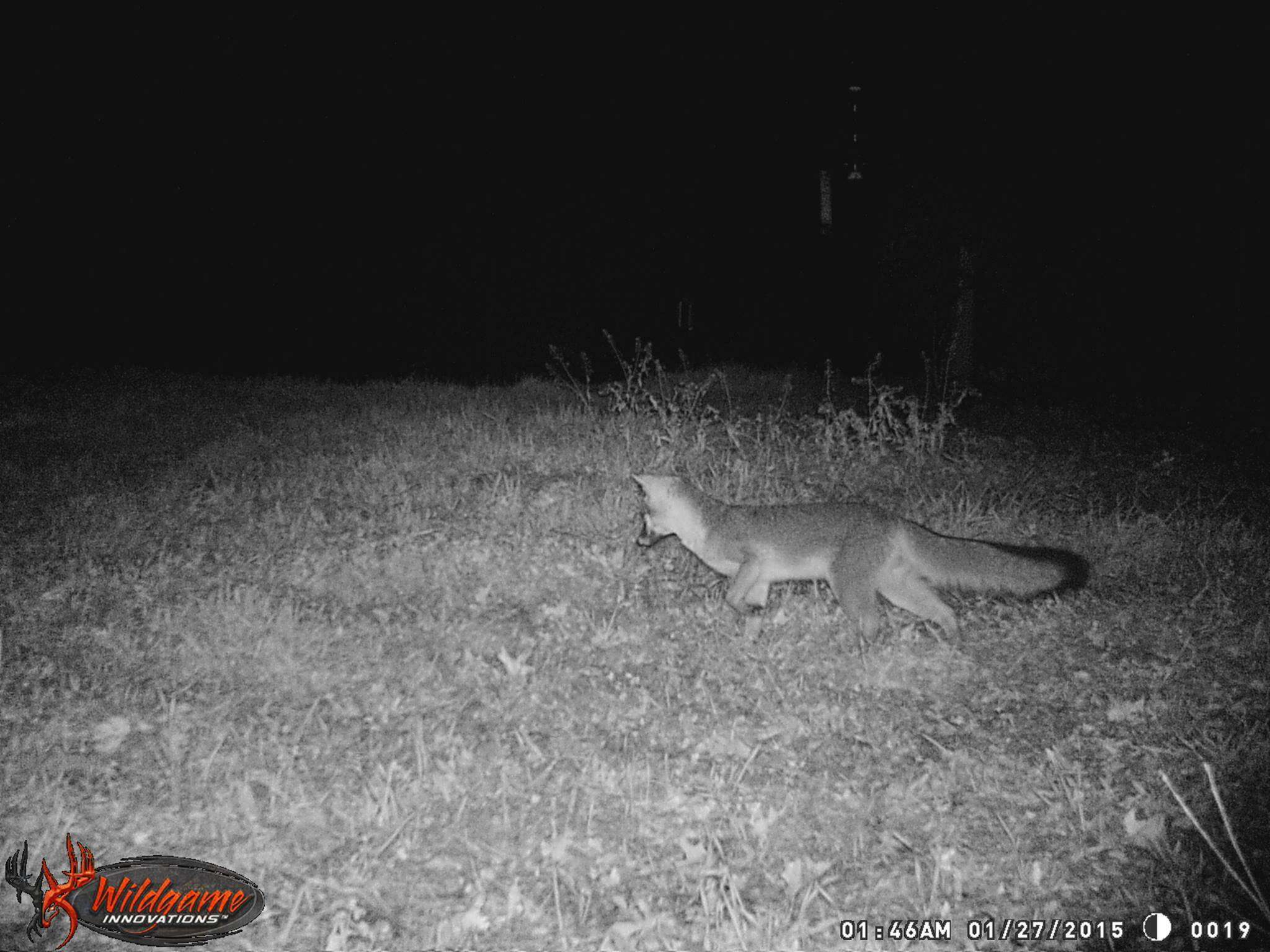 Image of Grey Foxes