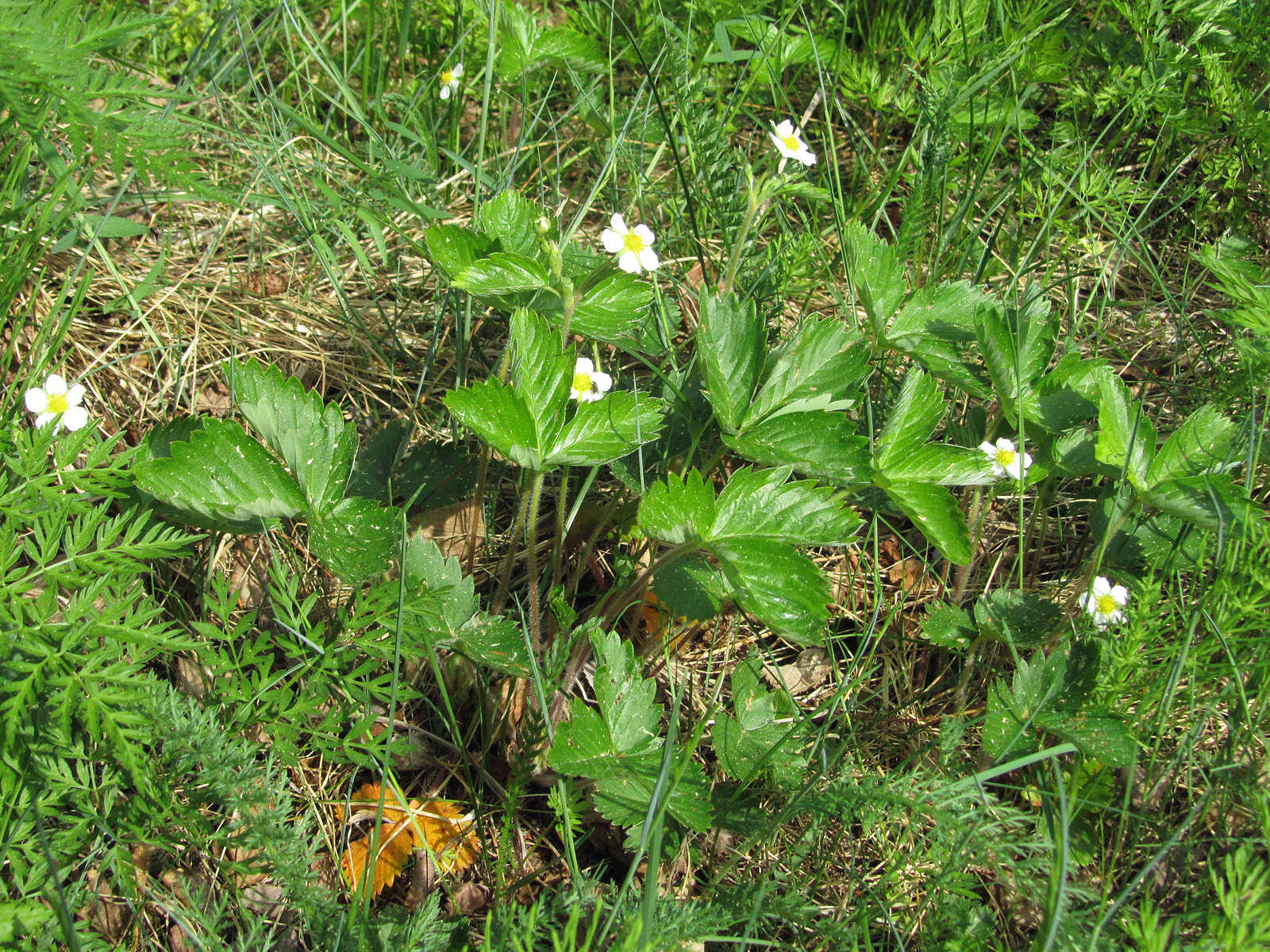 Image of woodland strawberry