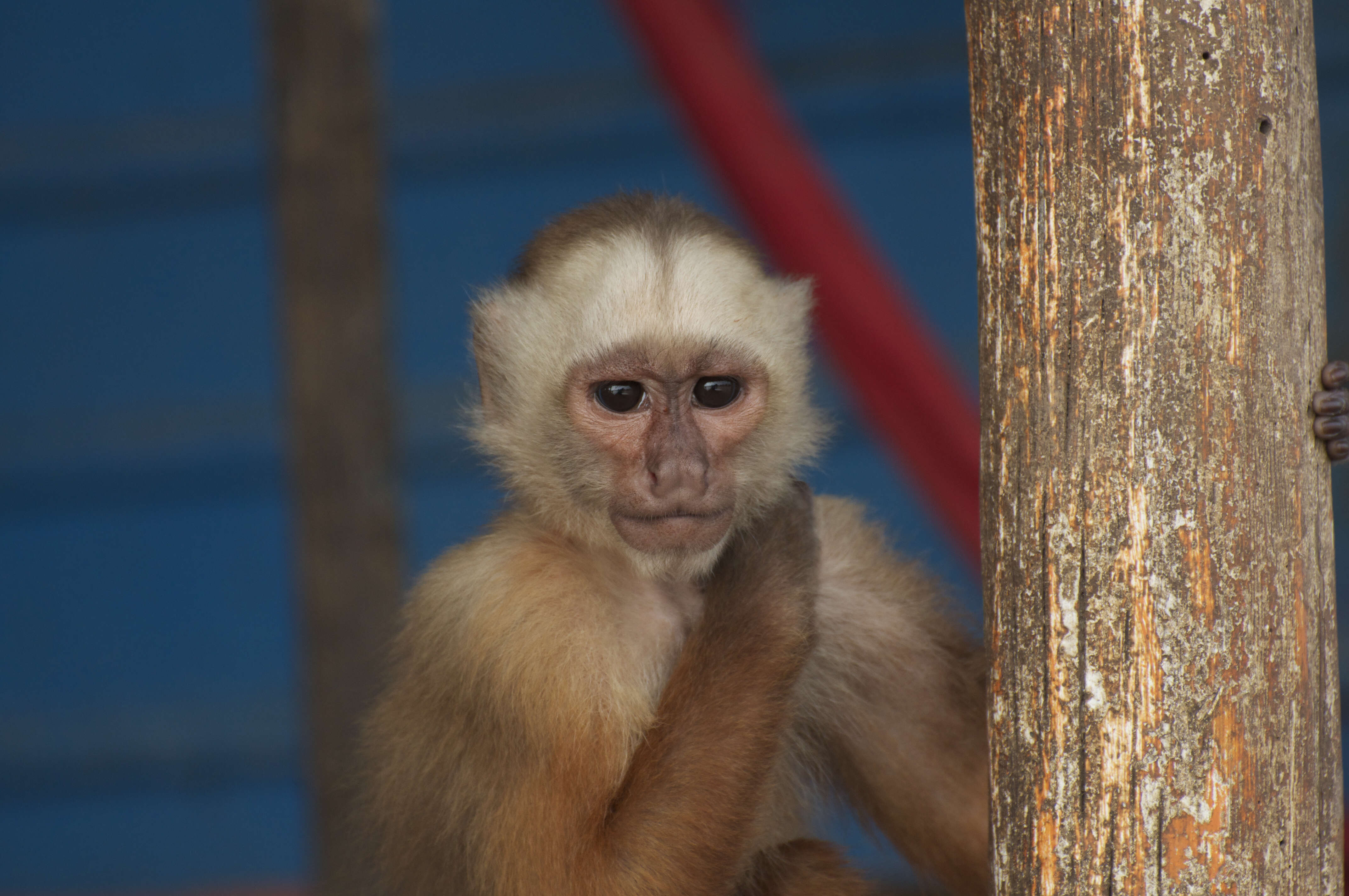 Image of Sierra de Perijá white-fronted capuchin
