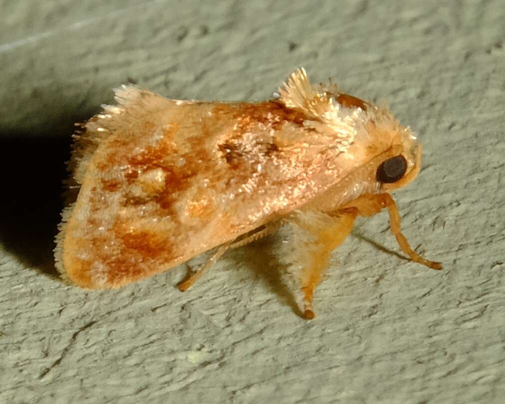 Image of Beutenmueller's Slug Moth